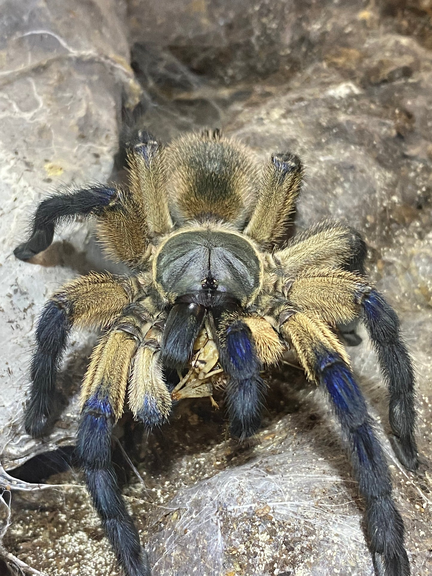 Monocentropus Balfouri Female