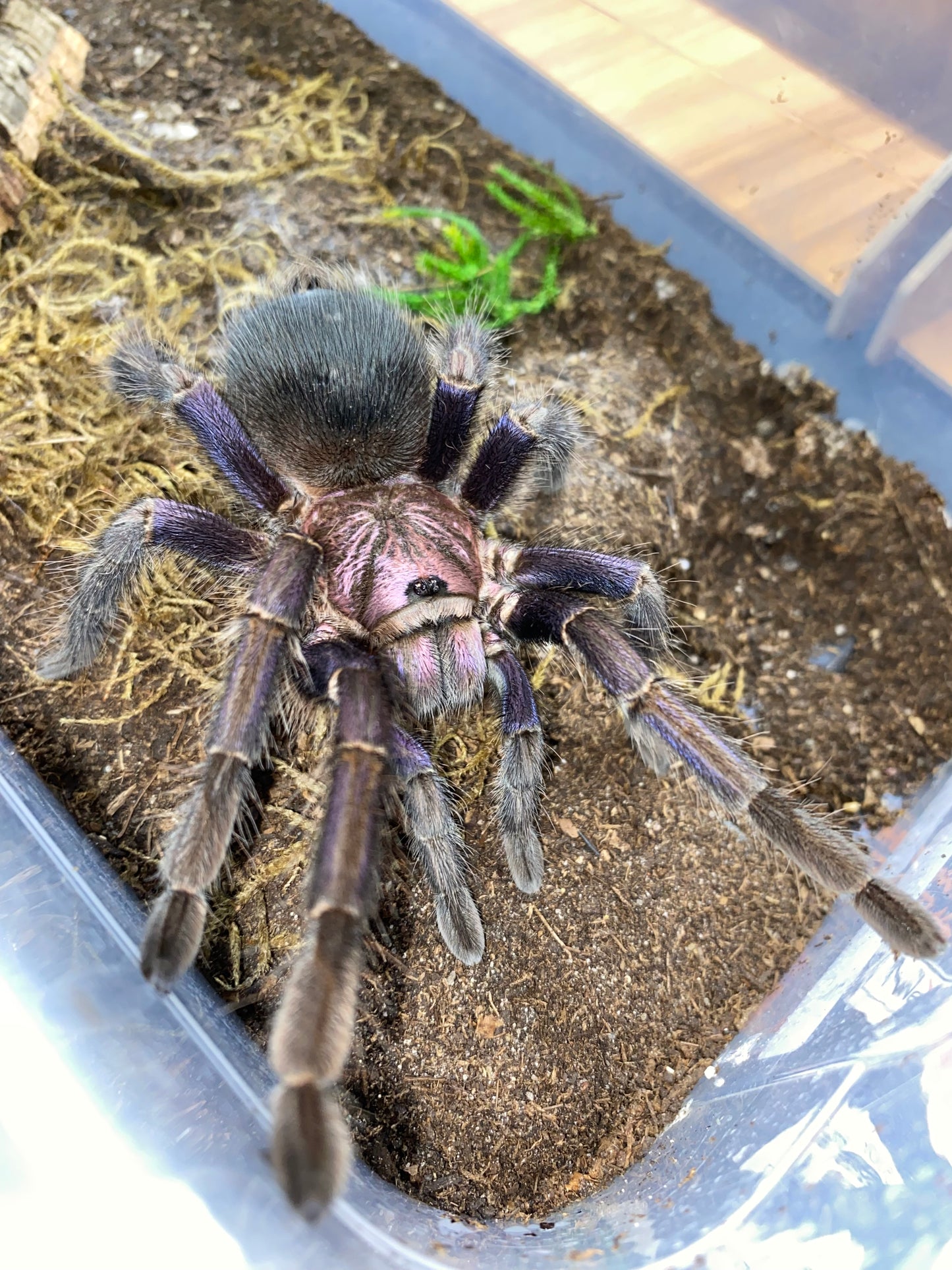 Phormictopus sp Dominican Purple 0.75 inch