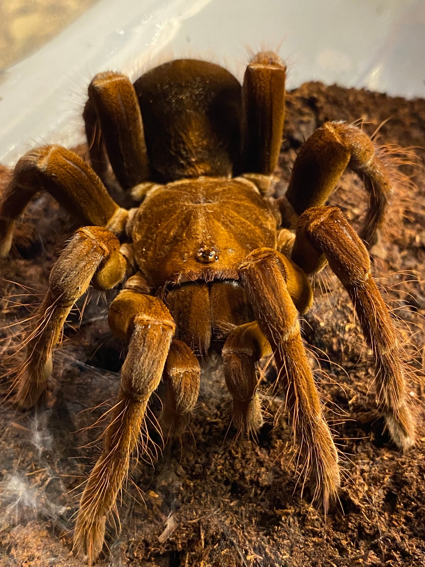Pamphobeteus c.f. Antinous 1 inch