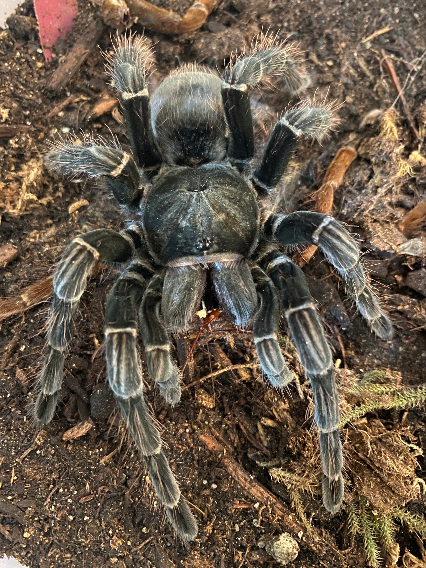 Pamphobeteus Machala 1 inch