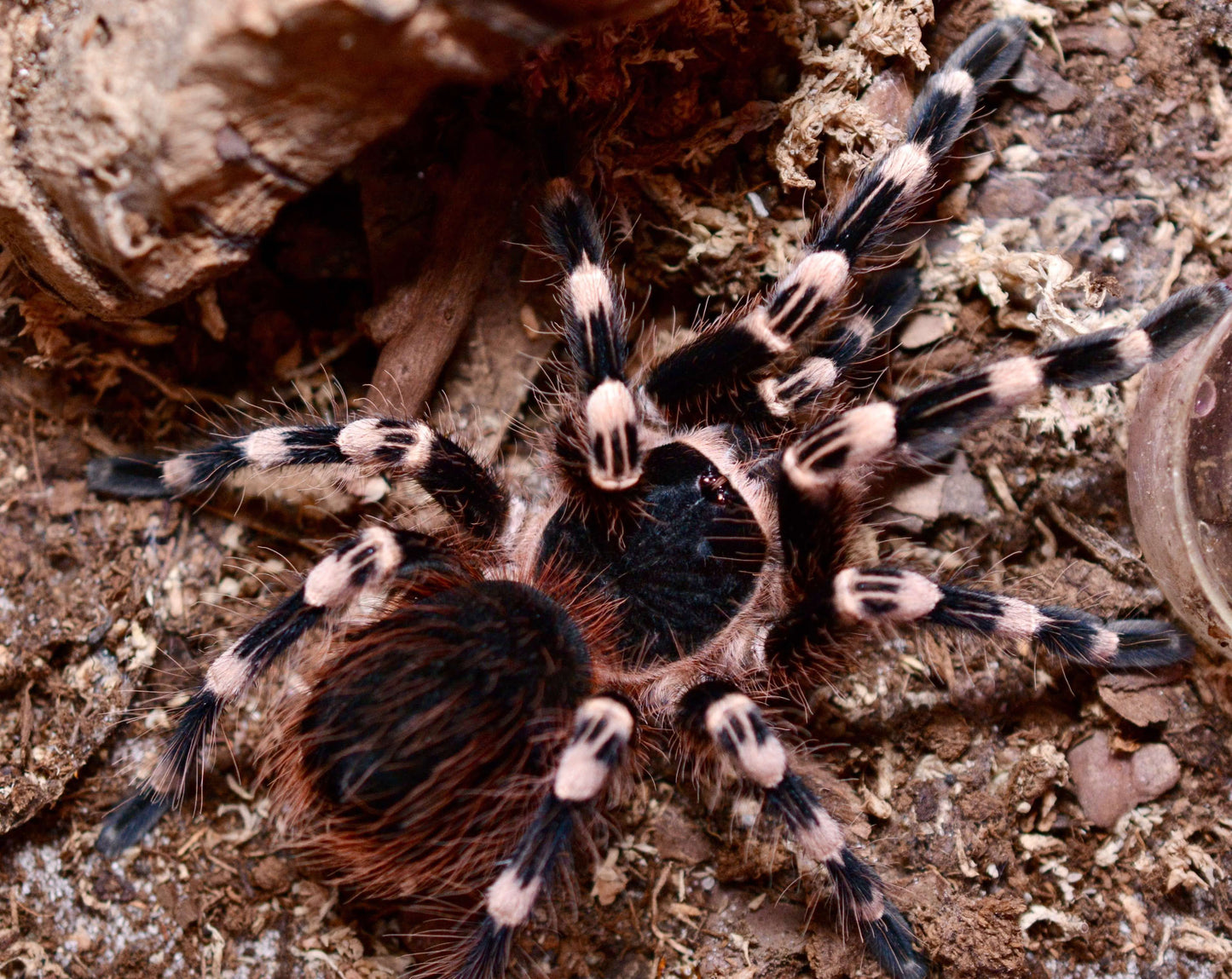 Acanthoscurria Geniculata 0.25-0.25 inch
