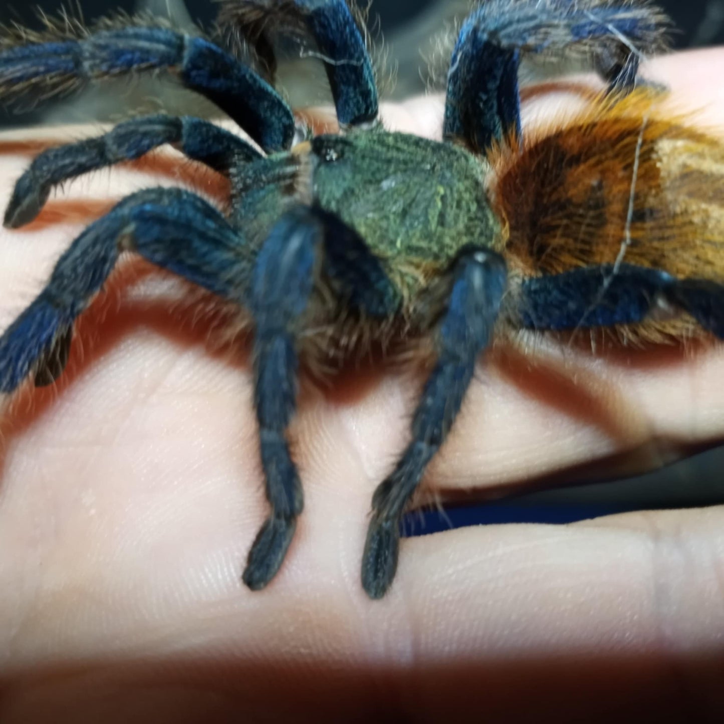 Chromatopelma Cyaneopubescens(GBB) 0.75- 1 inch