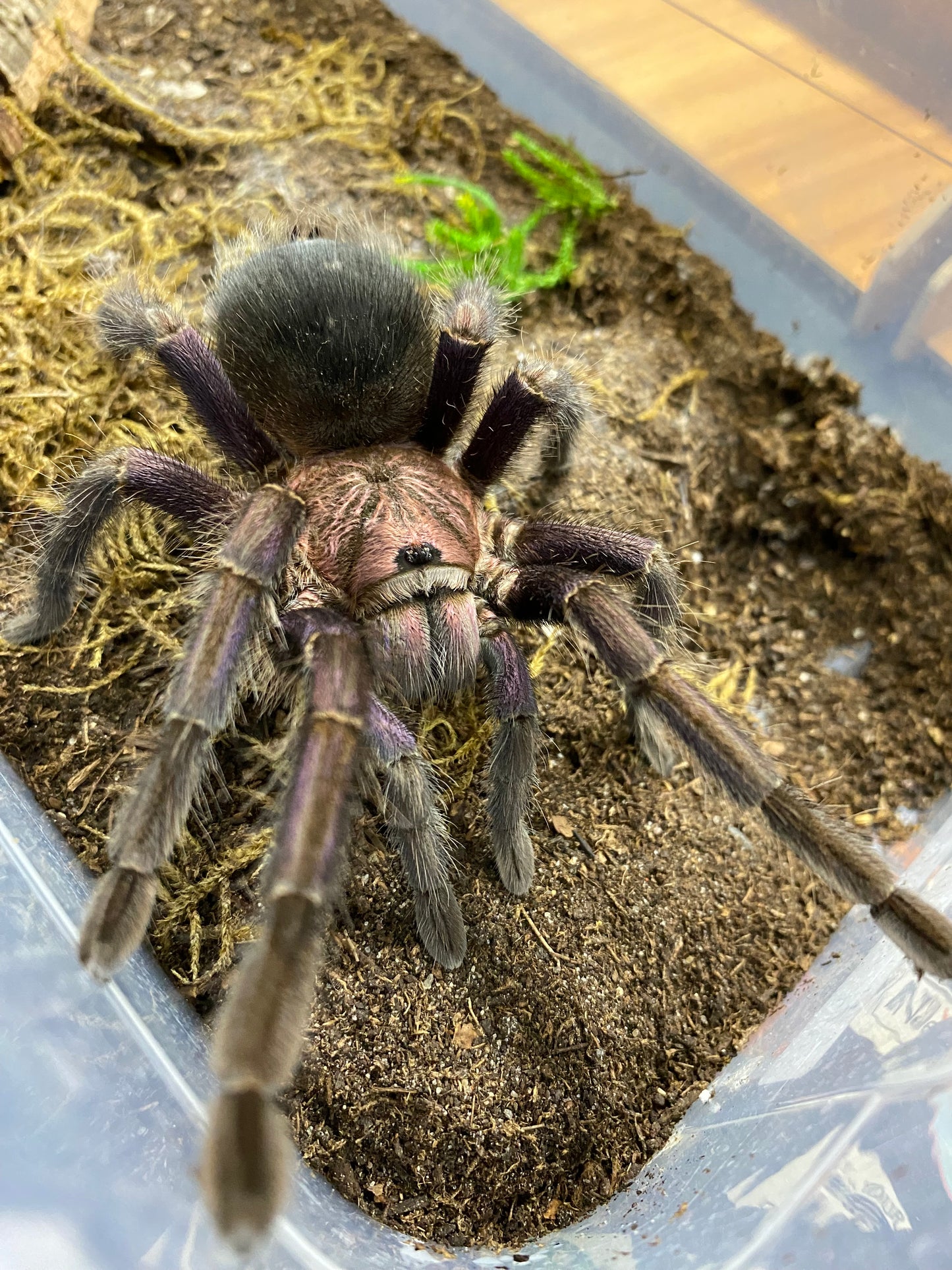 Phormictopus sp Dominican Purple 0.75 inch