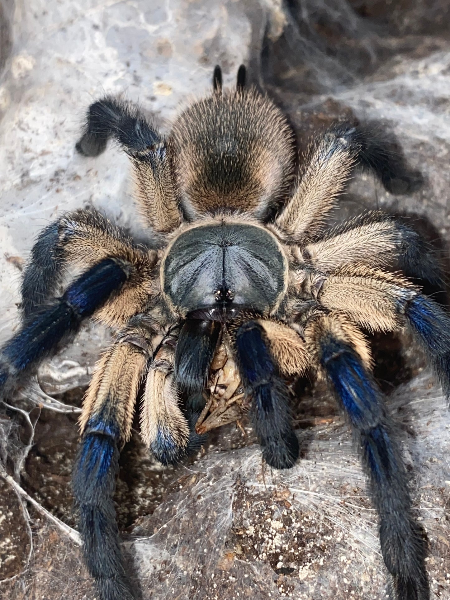 Monocentropus Balfouri Female