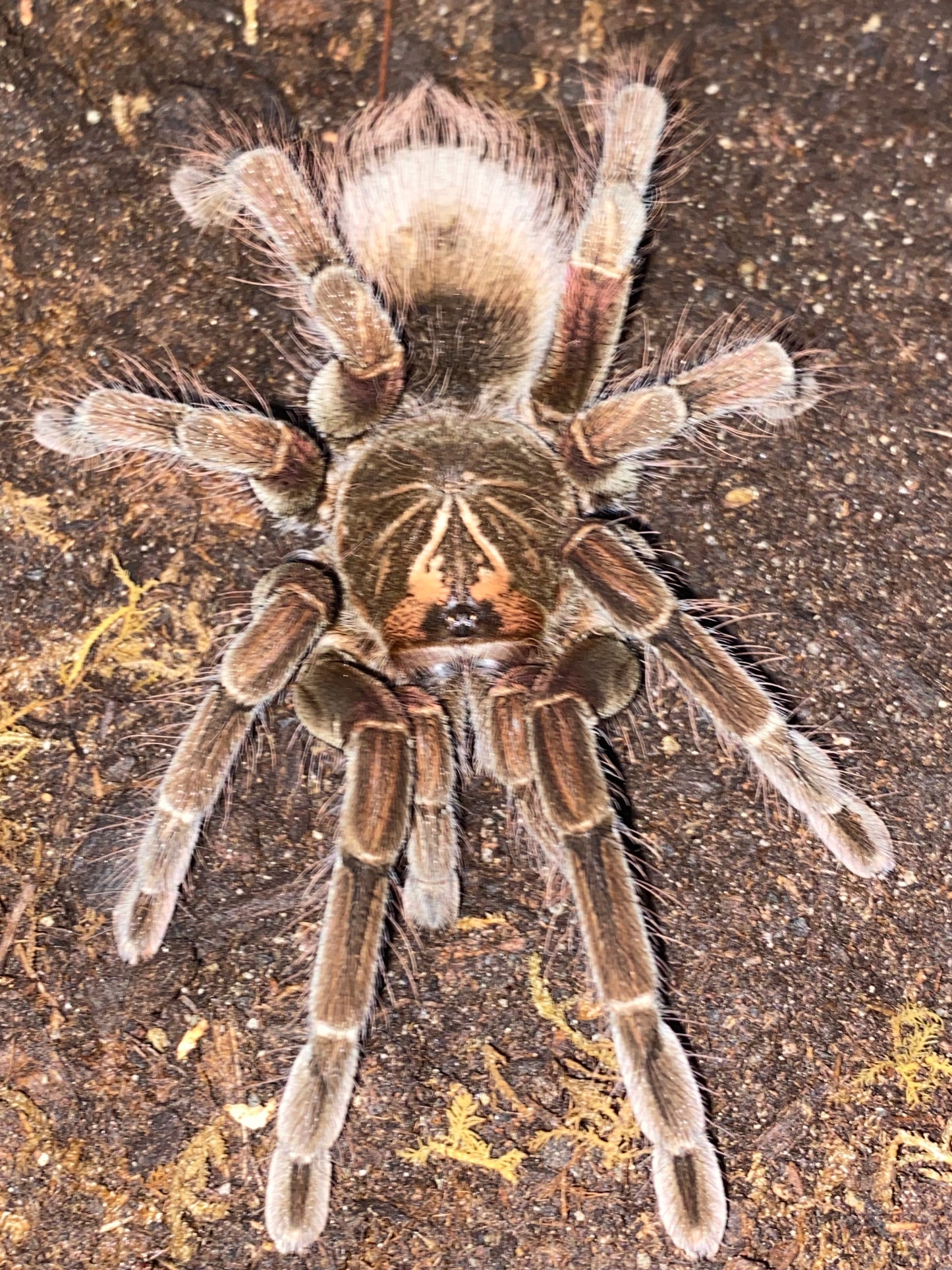 Pamphobeteus Machala 1 inch