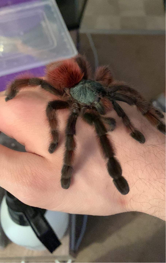 Caribena Versicolor 0.5 inch