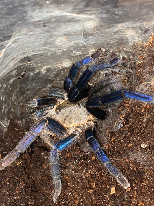 Cyriopagopus Lividus 0.5 inch| 3 inch female