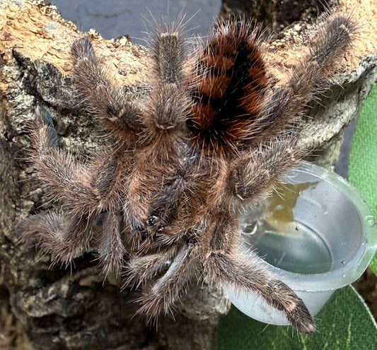 Avicularia Minatrix 0.5 inch
