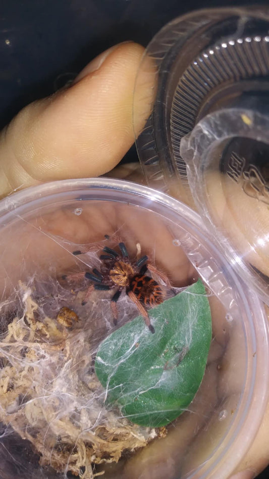 Chromatopelma Cyaneopubescens(GBB) 0.75- 1 inch