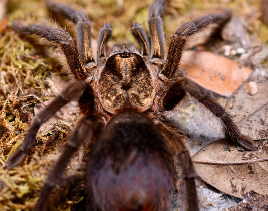 Phormictopus Auratus 1 inch