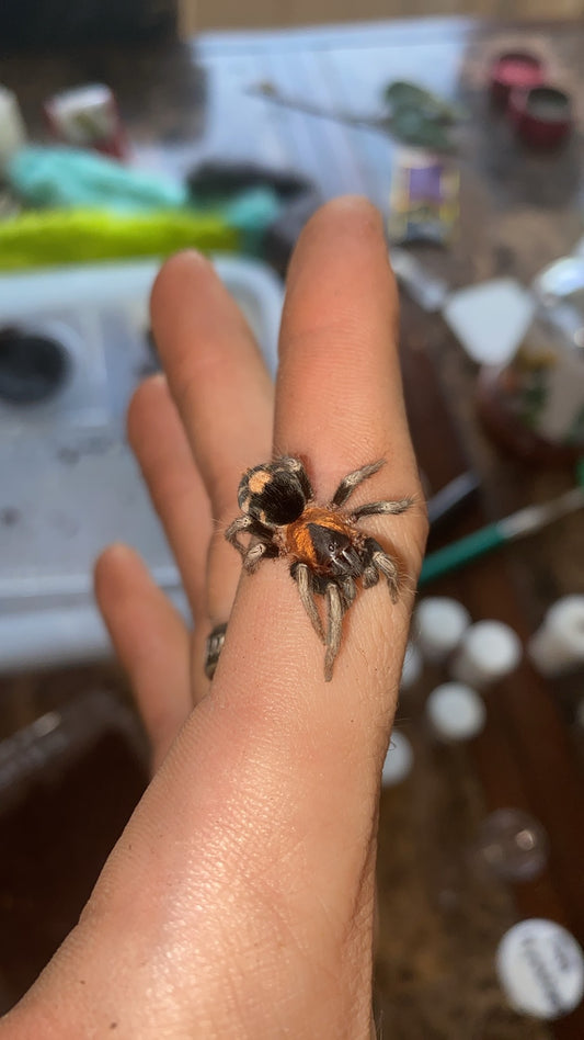 Cyriocosmus Elegans 0.125 inch