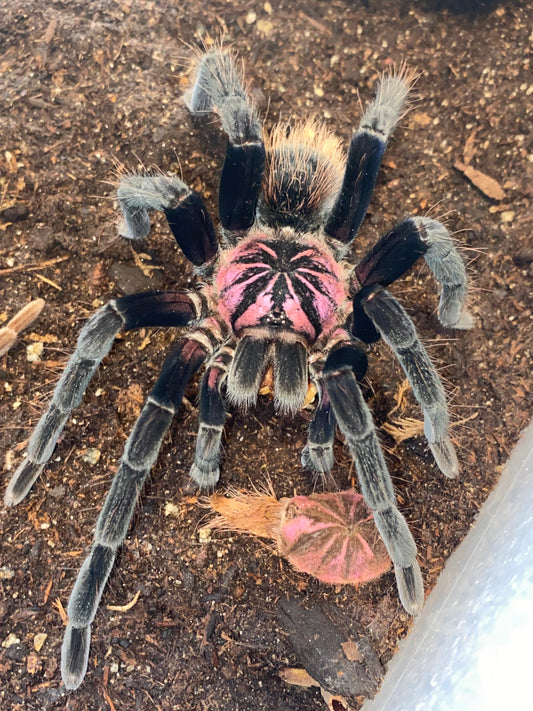Xenesthis Sp. Megascopula 1.5 inch