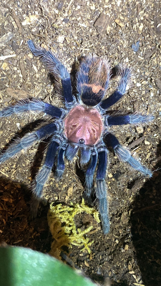 Davus Pentaloris 1 inch