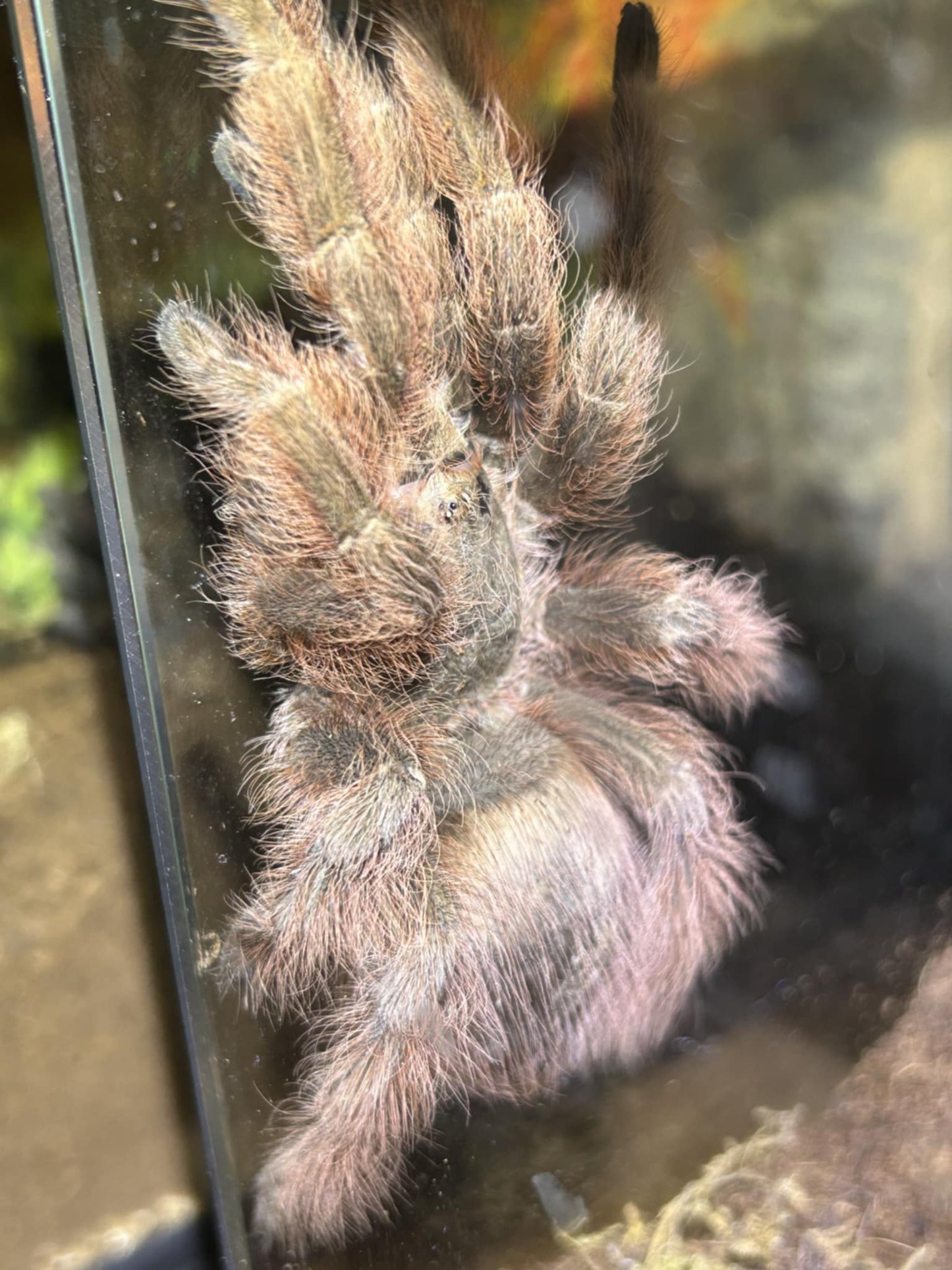 Nhandu Tripepii 0.75-1 inch