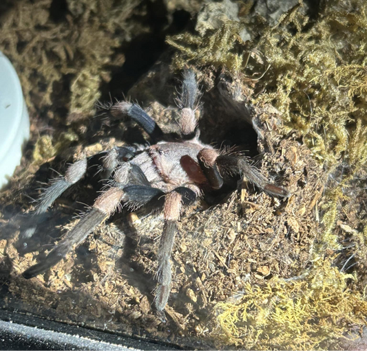 Haplocosmia Himalayana 0.75-1 inch