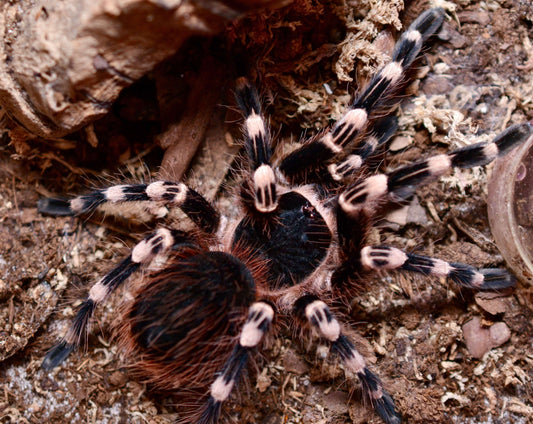 Acanthoscurria Geniculata 0.25-0.25 inch