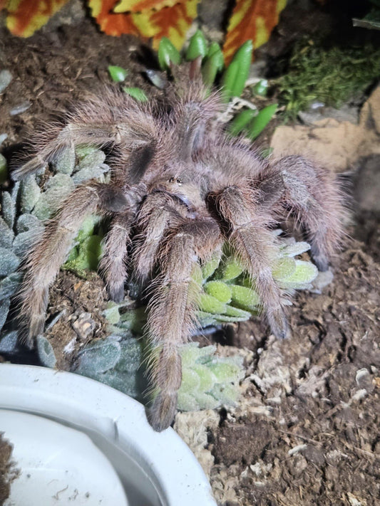 Nhandu Tripepii 0.75-1 inch