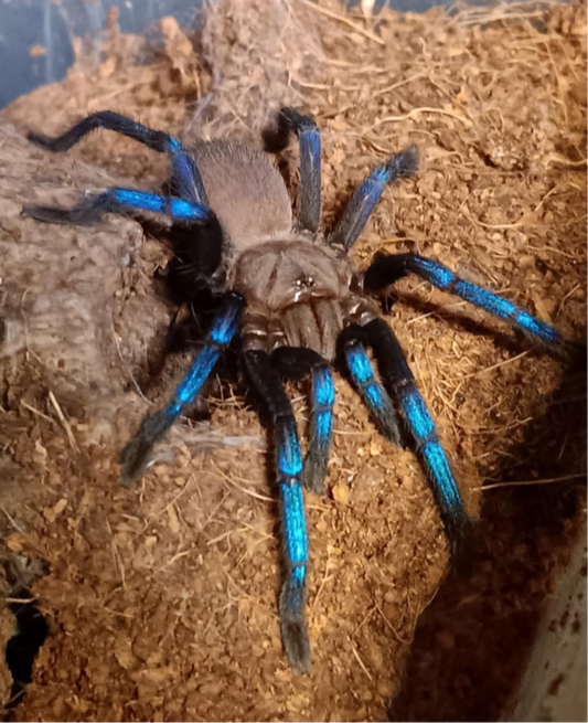 Birupes Simoroxigorum 0.5 inch