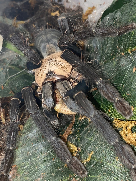 Phormingochilus Hati Hati 1 inch