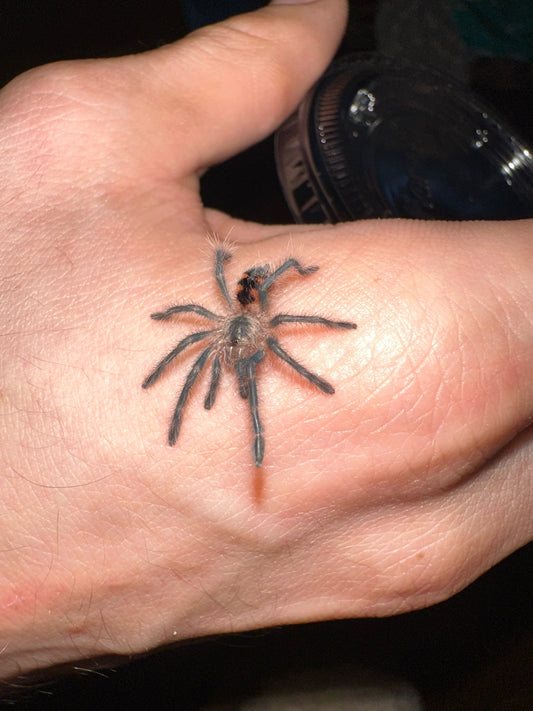 Pamphobeteus Machala 1 inch