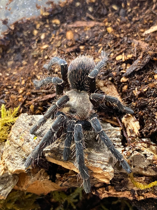 Pseudhapalopus sp ‘Kurzaar’ 2 inch PAIR