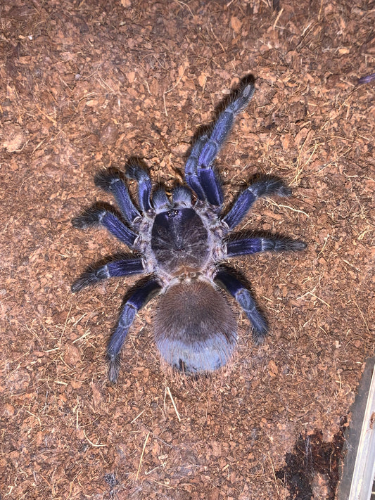 Lasiocyaneo Sazimai 0.25 inch
