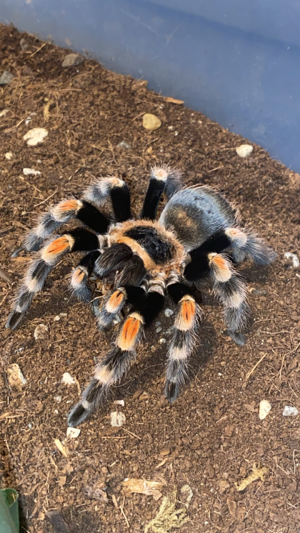Brachypelma Hamorii 0.5-0.75 inch