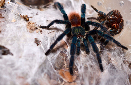 Dolichothele Diamantinensis 0.5 inch