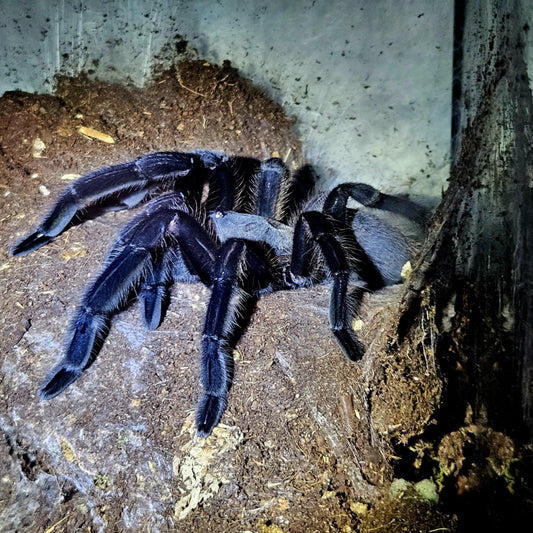 Chilobrachys Dyscolus(blue) 1 inch