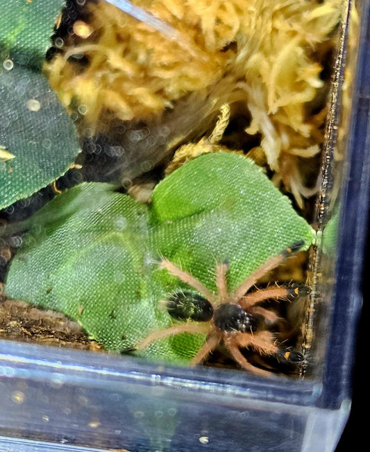 Ephobopus Cyanognathus 0.75 inch
