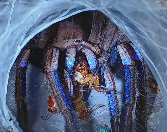 Chilobrachys Natanicharum 0.75 inch