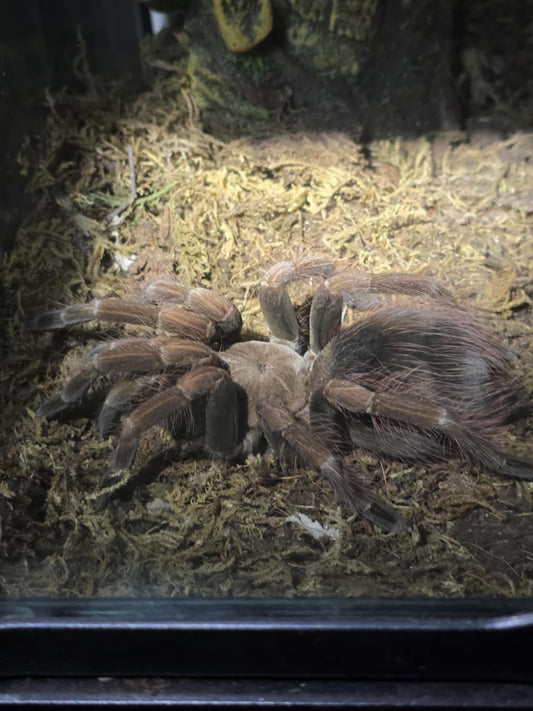 Pamphobeteus sp Mascara 1 inch