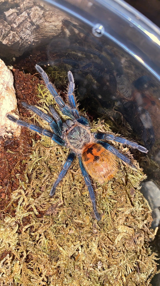 Chromatopelma Cyaneopubescens(GBB) 0.75- 1 inch