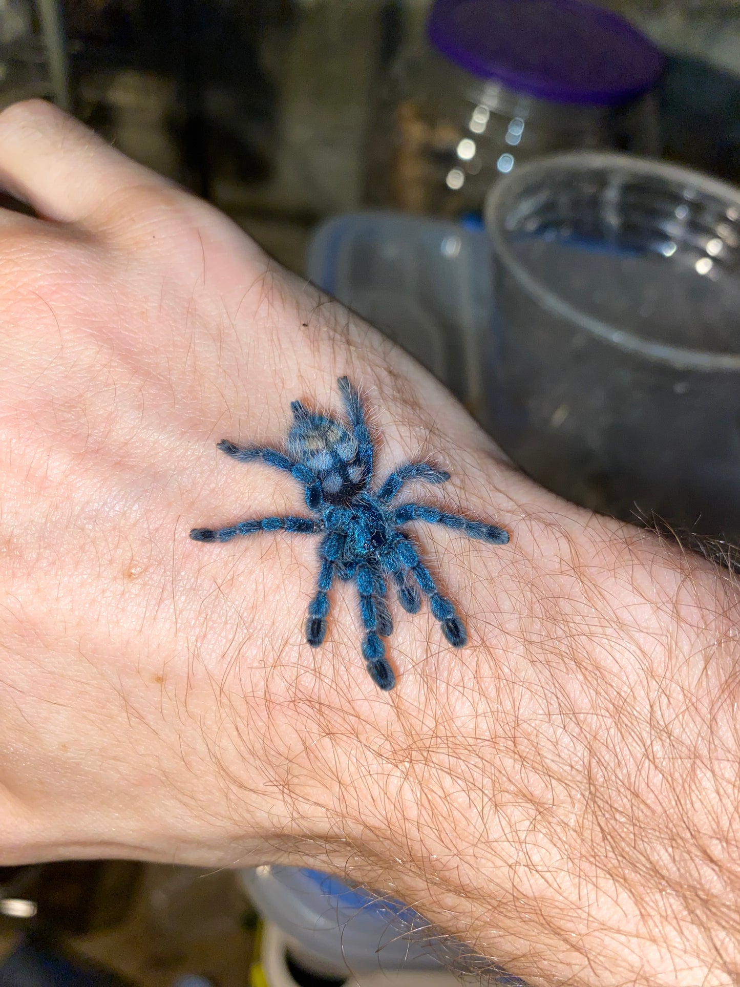 Caribena Versicolor 0.5 inch